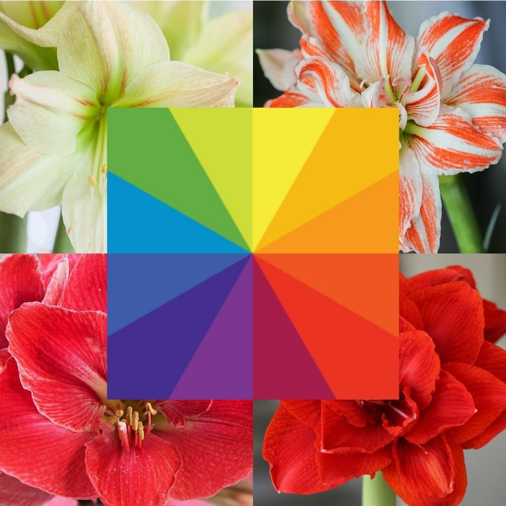 Shop Indoor Flower Bulbs Longfield Gardens